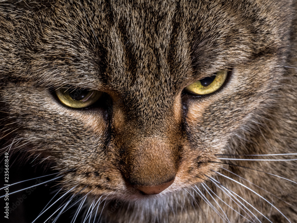 Close-up Portrait of Brown Tabby Siberian cat looks unhappy and sad on isolated black background, front view.