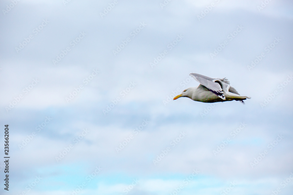 Fototapeta premium Irland