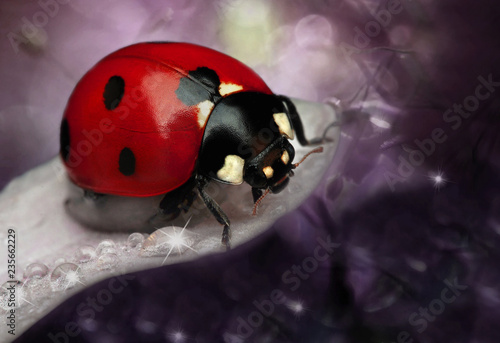 Beautiful  Ladybug  sitting on flower in a summer garden photo
