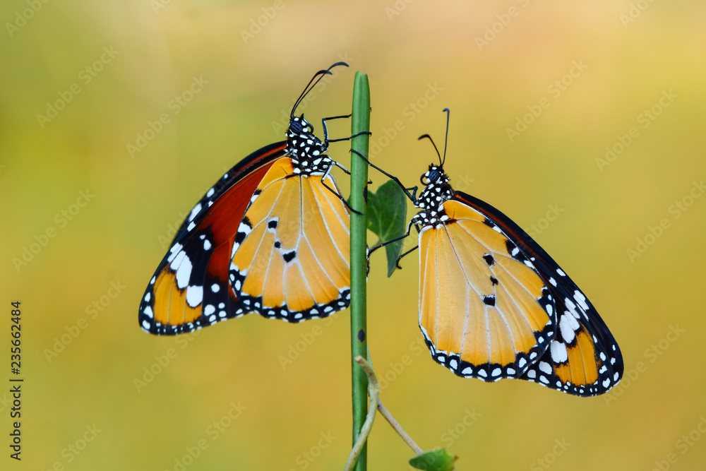 Fototapeta premium Beautiful butterfly sitting on flower in a summer garden