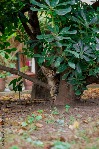 Baby Cat Playing In The Garden