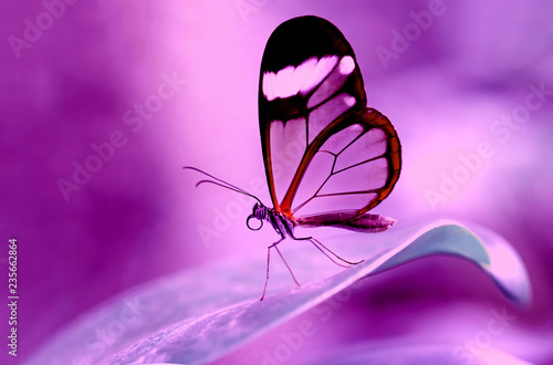 Beautiful butterfly sitting on flower in a summer garden photo
