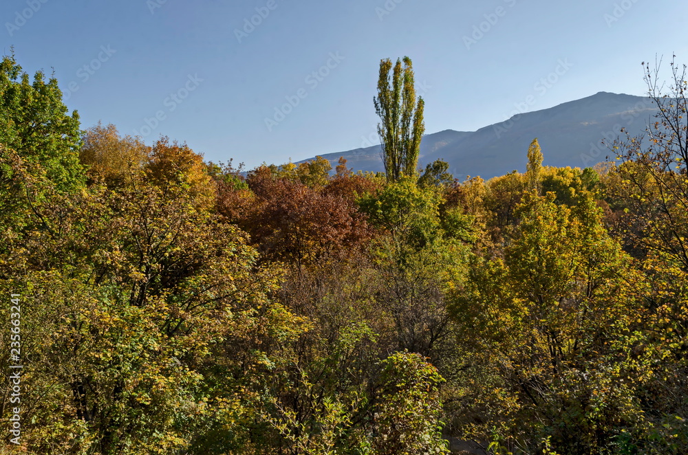Natural background part from autumnal multicolor forest on the blue sky, South park, Sofia, Bulgaria  