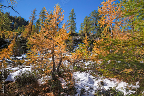 Panoramic view with the colors of autumn, snow-covered mountain slopes.