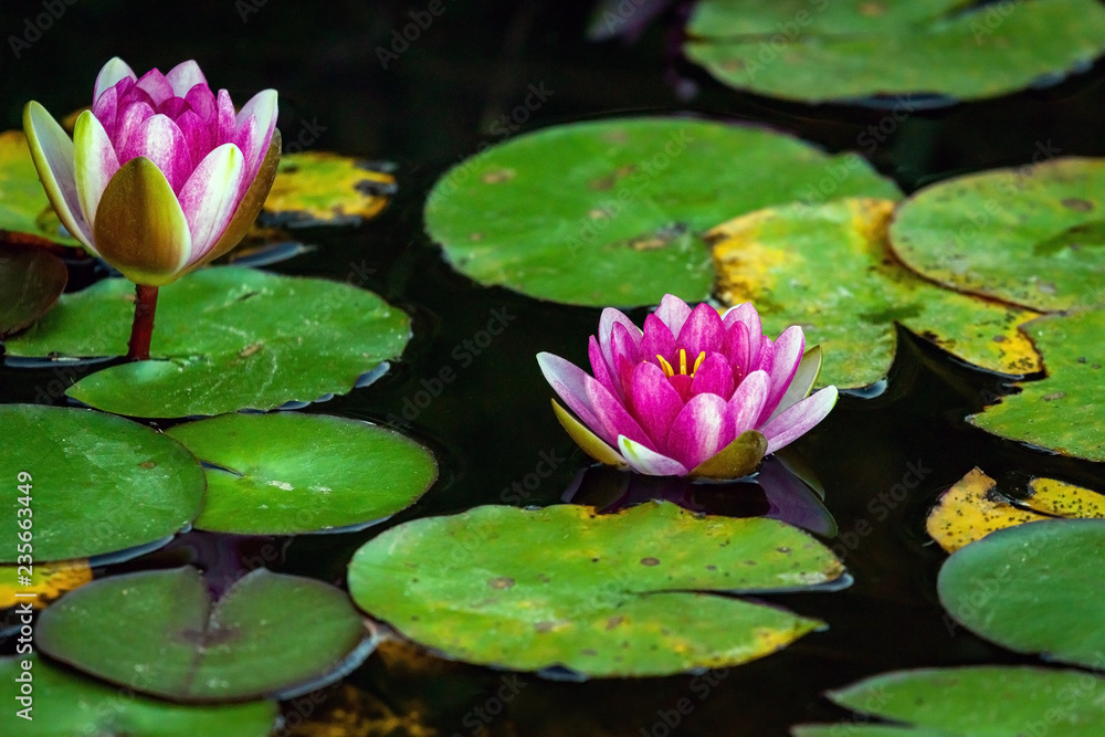 A beautiful Lotus flower floating above the water. Waterlily in garden pond A beautiful Lotus flower floating above the water. Waterlily in garden pond