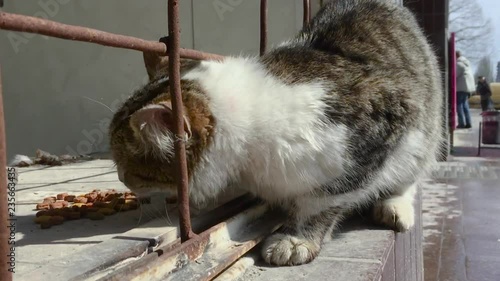 Dirty stray cat eating dry food