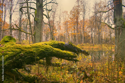 Abandoned old Park with a pond, streams, ancient trees, garden benches photo