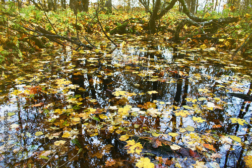 Abandoned old Park with a pond, streams, ancient trees, garden benches photo