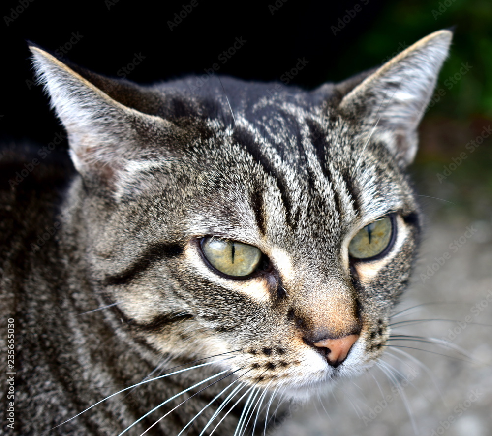 Tabby cat portrait. Grey striped cat, green eyes, predatory gaze.