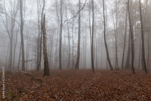 Waldlandschaft im Nebel