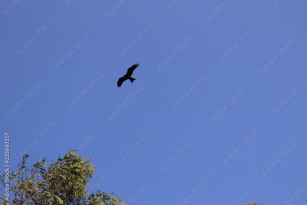 An eagle praying for catch flying An eagle praying for catch flying