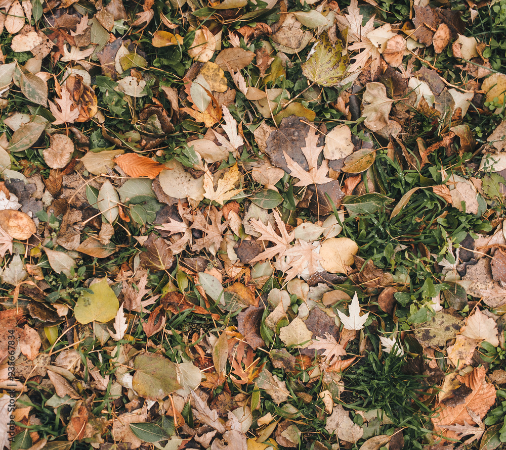 Background made of fallen yellow autumn leaves. Dry autumn leaves covered the green grass. Background made of fallen yellow autumn leaves. Dry autumn leaves covered the green grass.