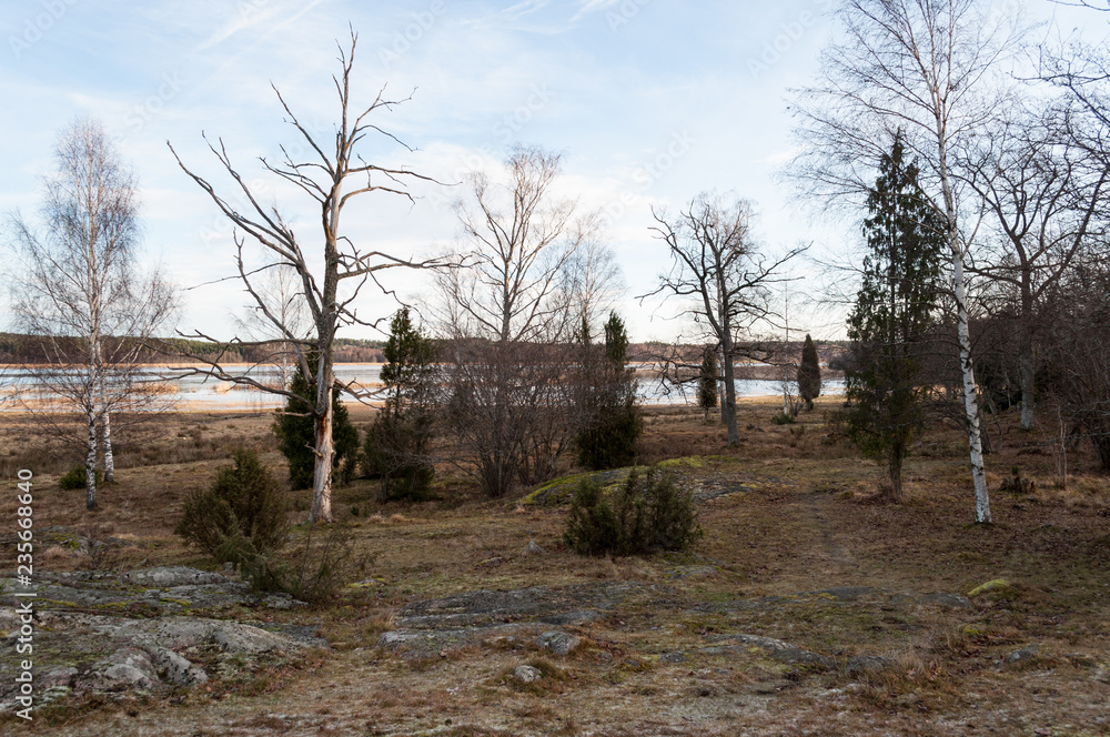 Trees and inlet of the Baltic, Sweden Trees and inlet of the Baltic, Sweden