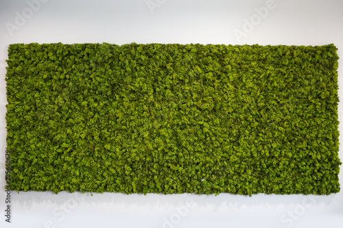 Reindeer moss wall, green wall decoration photo