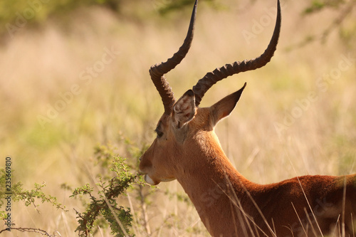 Fototapeta Naklejka Na Ścianę i Meble -  Impala in the African bushveld