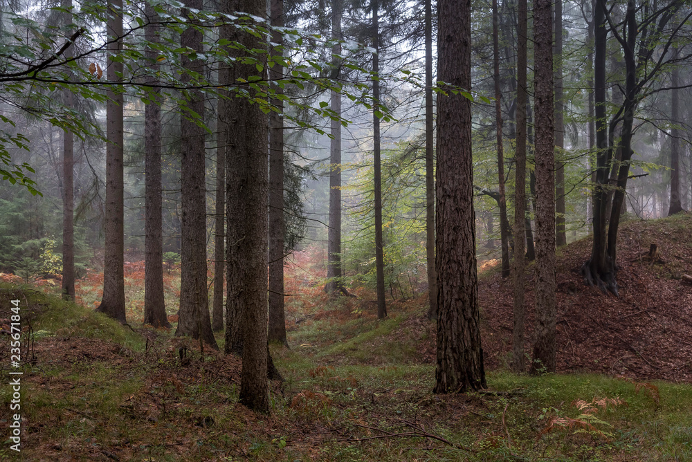 Wald im Herbst Wald im Herbst