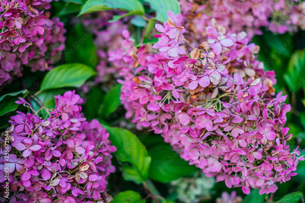 Pink and white petals of hydrangea flowers. Macro photo. Pink and white petals of hydrangea flowers. Macro photo.