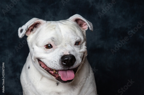 Staffordshire Bull Terrier