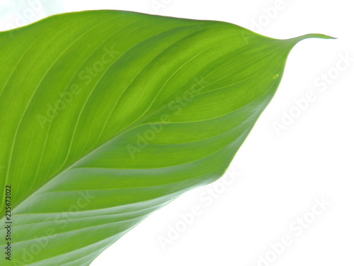 Green Fresh Leaf