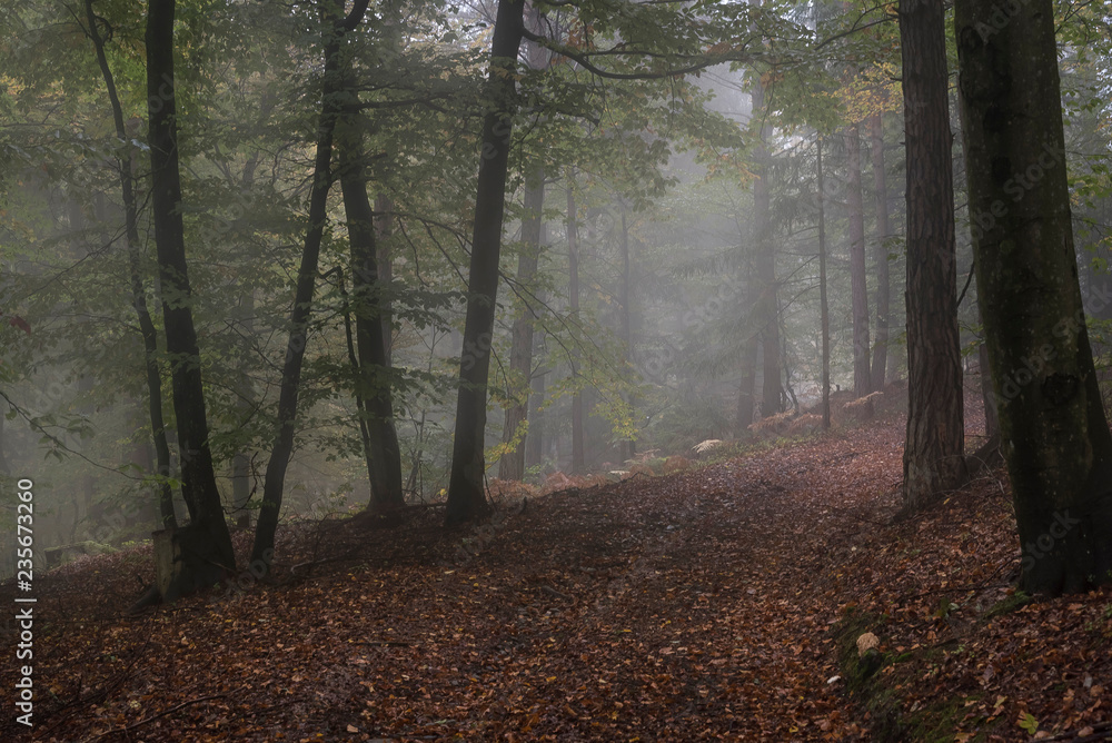 Obraz premium Wald im Herbst