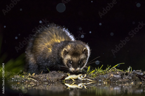 European polecat with frog prey