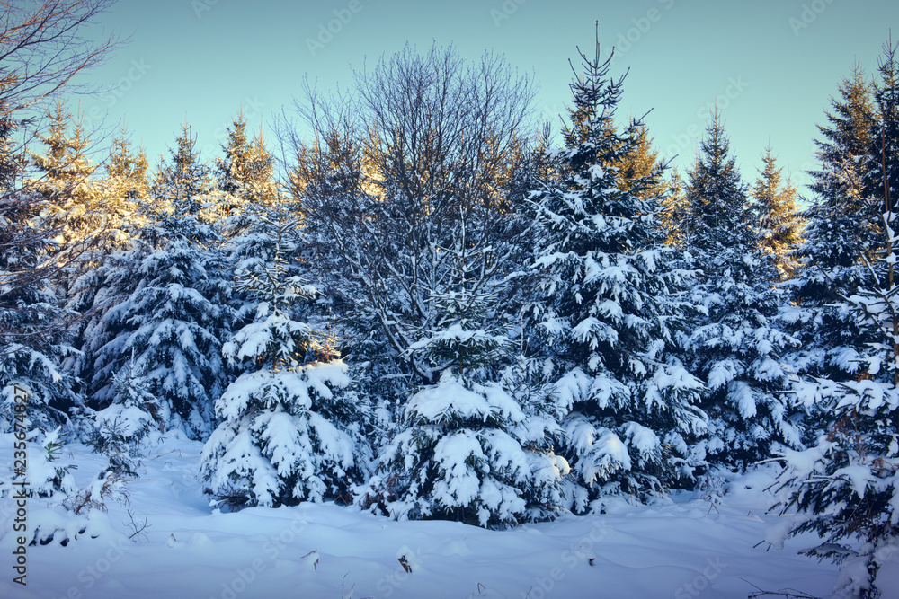 Winter landscape with snow covered fir trees. Winter landscape with snow covered fir trees.