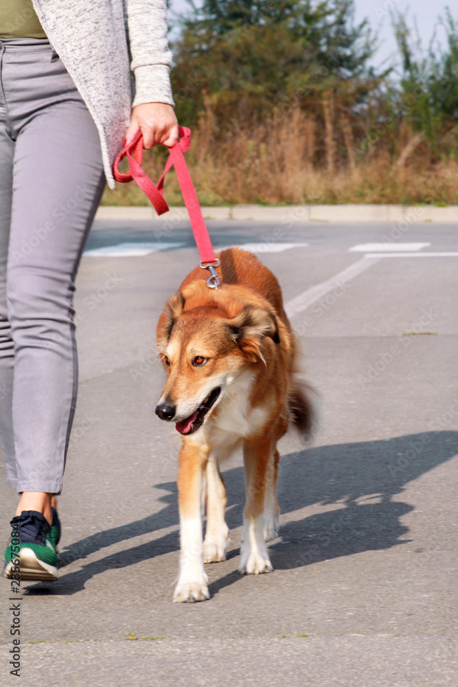 Woman walking with his Shetland sheepdog dog on leash, posing in front of camera. Portrait of lady, owner and Rough collie beautiful dog enjoys, playing, having fun and walking together on street.