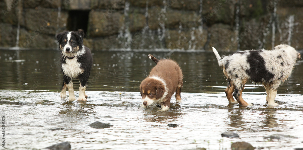 Adorable puppies moving in water