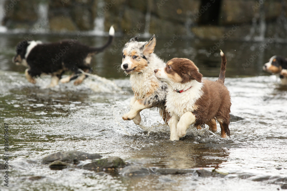 Fototapeta premium Adorable puppies moving in water