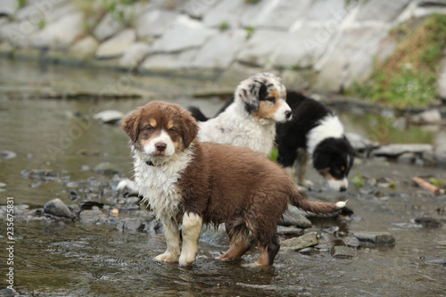 Fototapeta Naklejka Na Ścianę i Meble -  Amazing australian shepherd puppies sitting in water