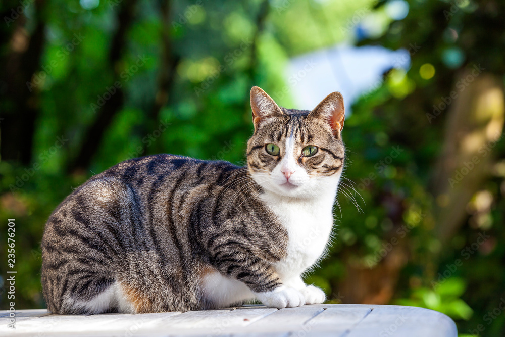 Naklejka premium ładny kot relaksujący na drewnianym stole w ogrodzie