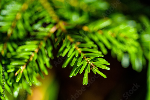 Fir tree branches close up for natural background