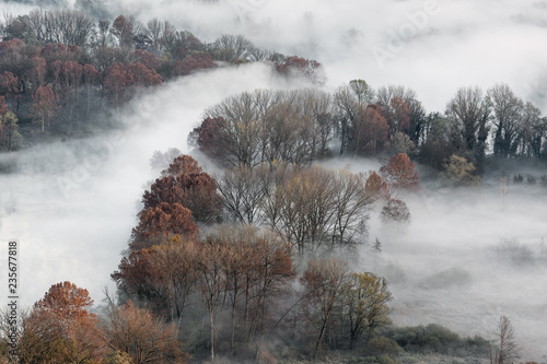 Foresta con nebbia, Italia