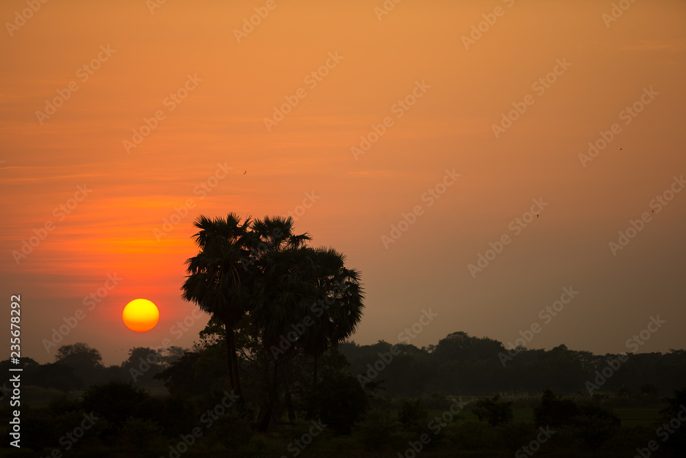 Obraz premium tree at sunset