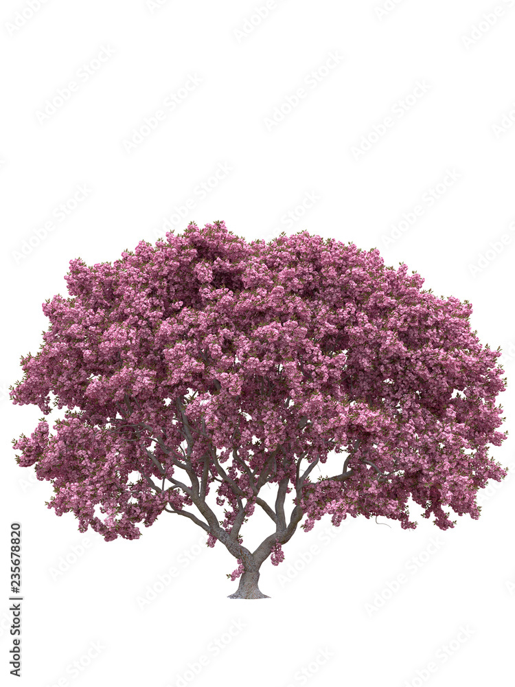Pink sakura japanese tree, cherry blossom isolated on white background ...