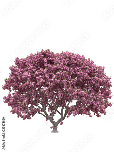 Pink sakura japanese tree, cherry blossom isolated on white background with clipping path.