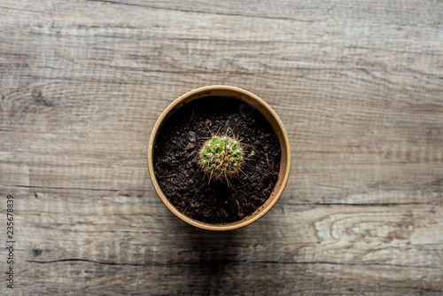 cactus en una pequeña maceta con tierra pincha mucho