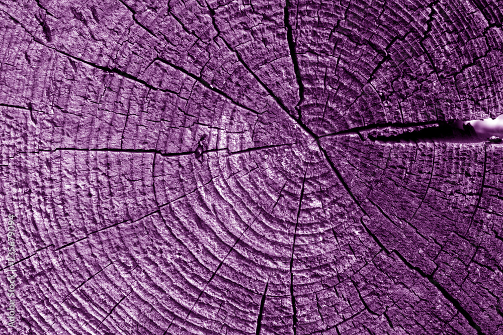 Old log cut macro in purple tone.