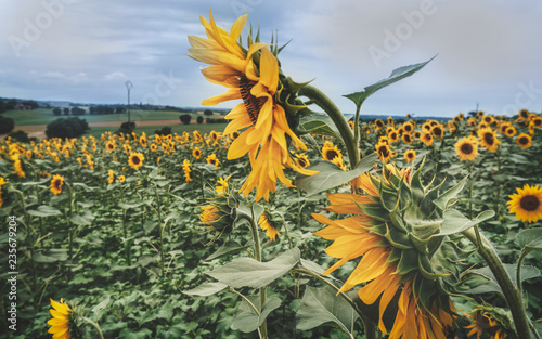 One of many sunflower fields in France