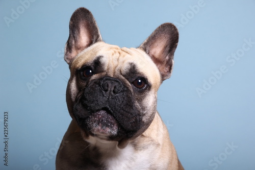 Bulldog in front of a colored background © Djomas