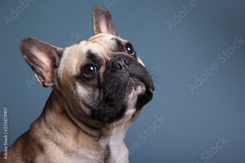Canvas Print Bulldog in front of a colored background
