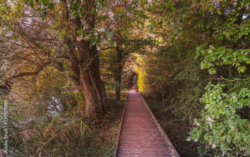 Path through forest