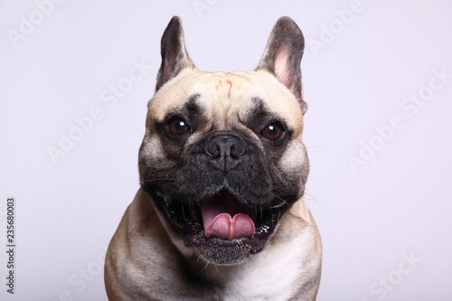 Bulldog in front of a colored background © Djomas