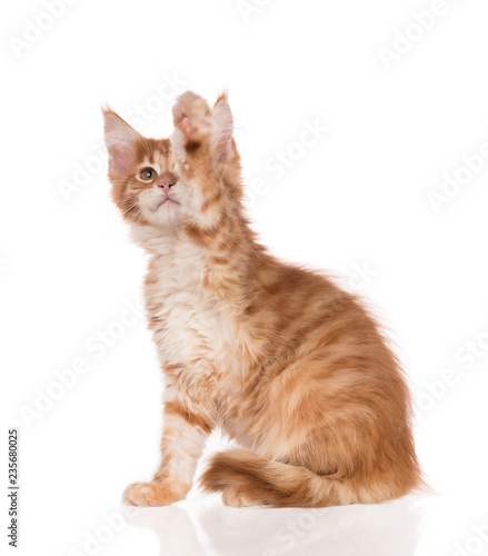 Maine Coon kitten