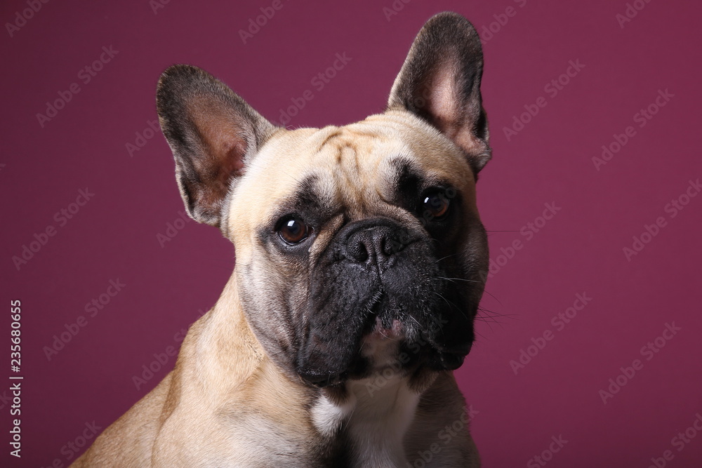 Bulldog in front of a colored background