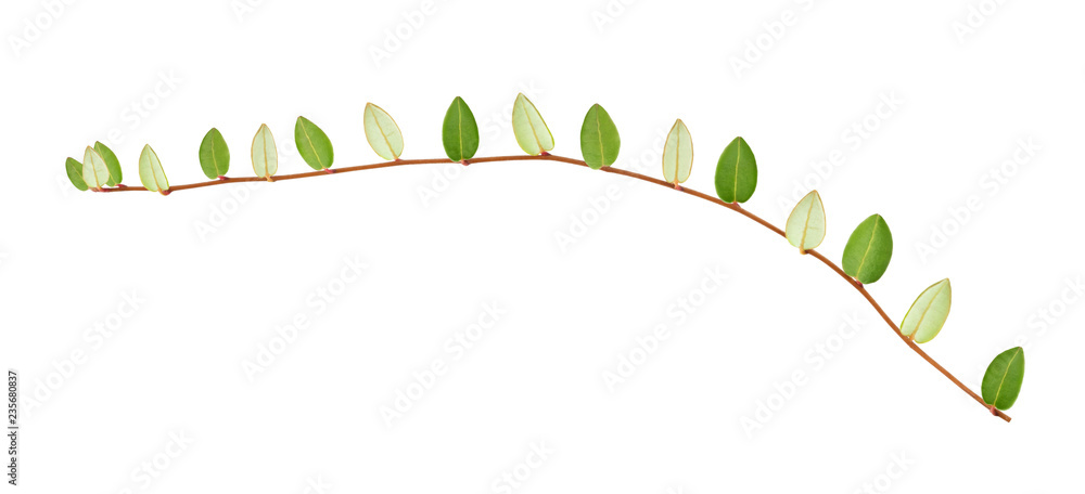 Cranberry twig isolated on a white background. Cranberry twig isolated on a white background.