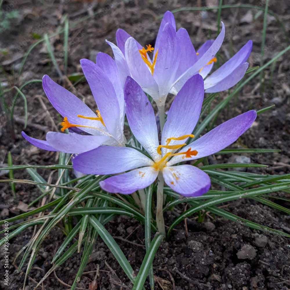 Lila Frühlings-Krokus (Crocus vernus) im Gras. Lila Frühlings-Krokus (Crocus vernus) im Gras.