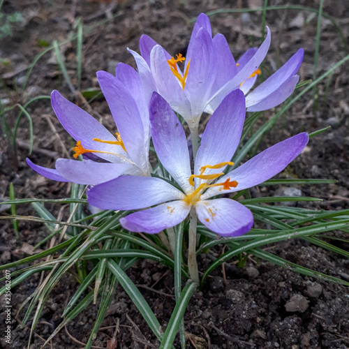 Lila Fr  hlings-Krokus  Crocus vernus  im Gras.