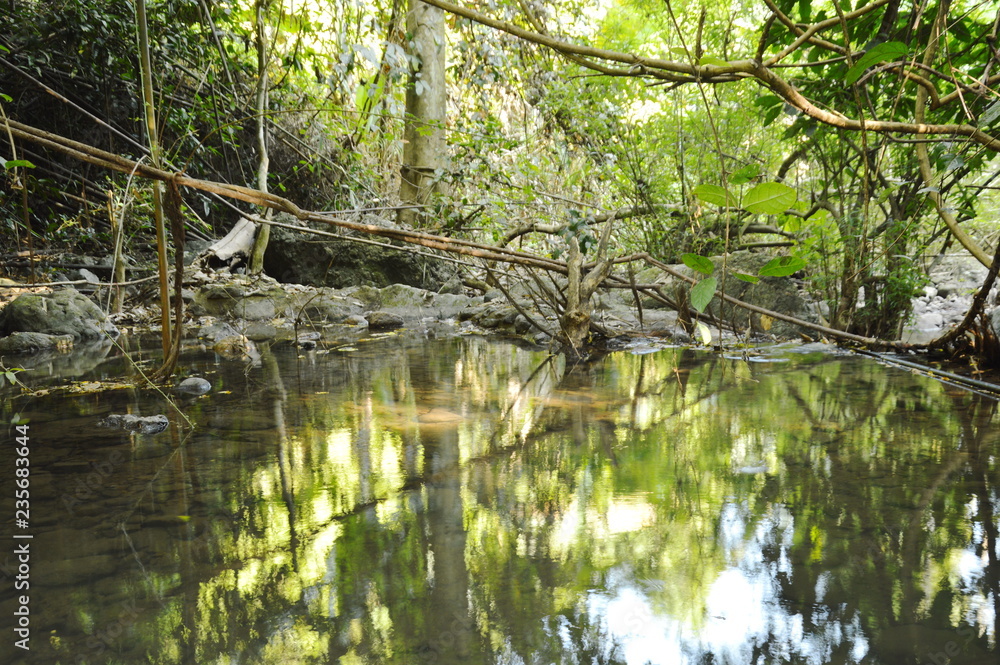 landscape of still water on river in forest landscape of still water on river in forest