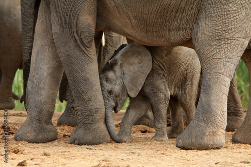 Cute elephant calf rubbing his itchy trunk on his mother's leg.
